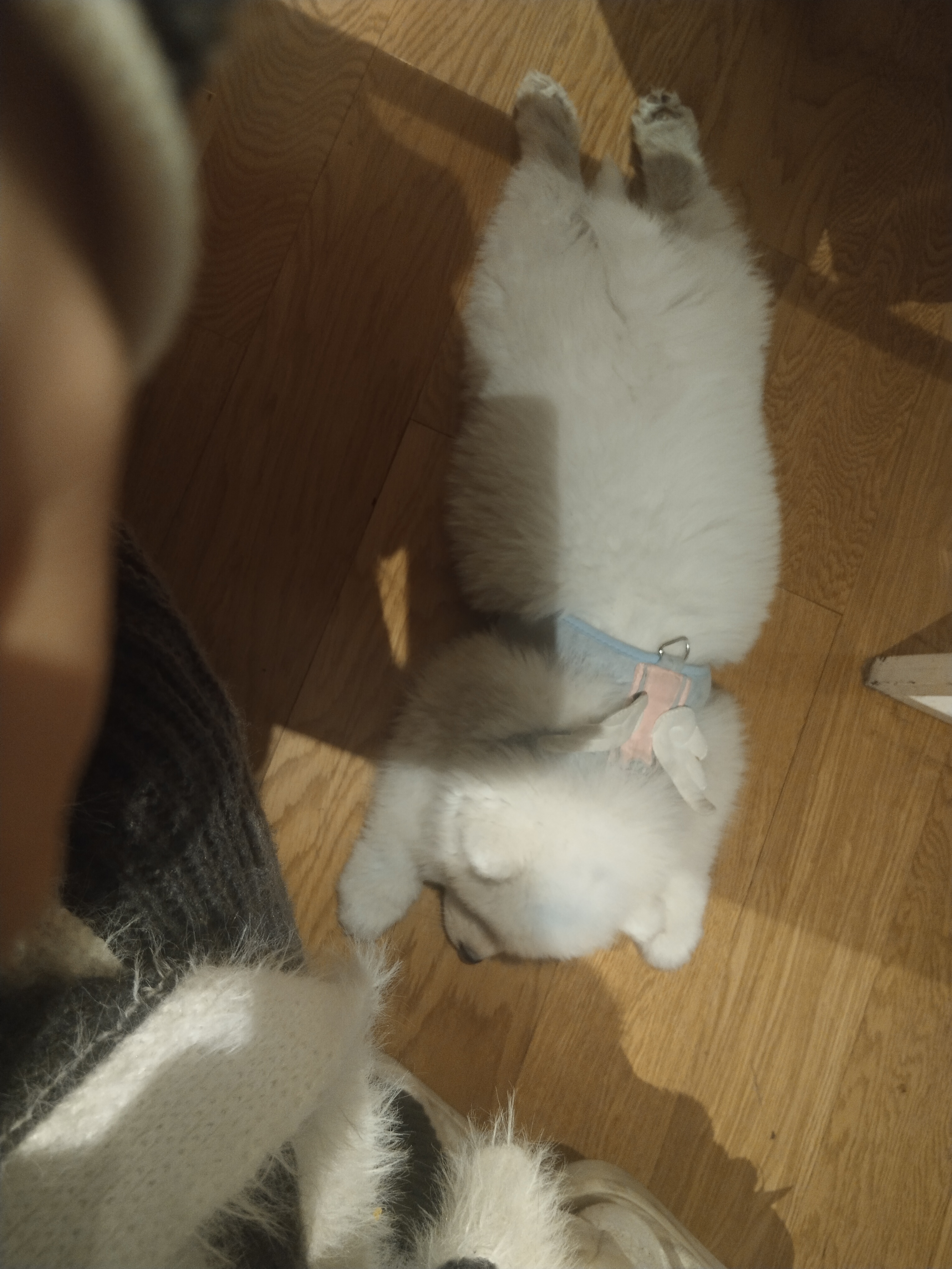 可爱活泼，熊版
